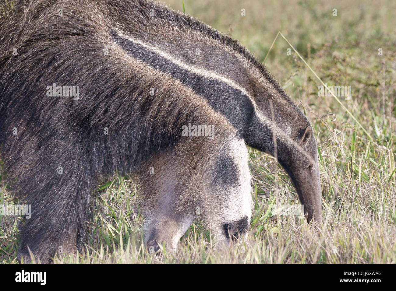 Tamanoir Fourmilier Geant Fotos E Imagenes De Stock Alamy