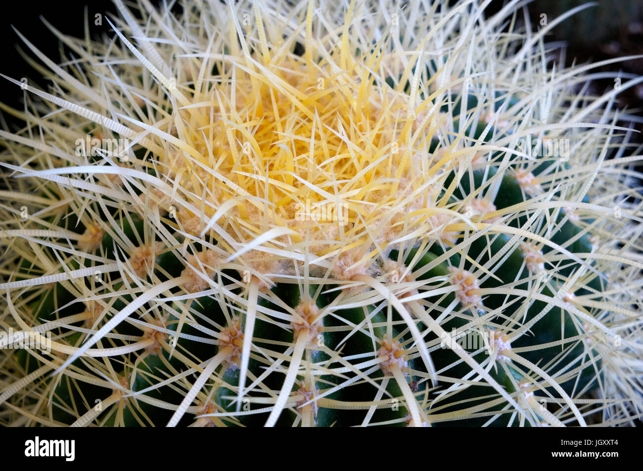 Close-up de la corona y de las agujas de un Echinocactus grusonii o cactus de barril de oro, balón de oro o la suegra de cojín Foto de stock