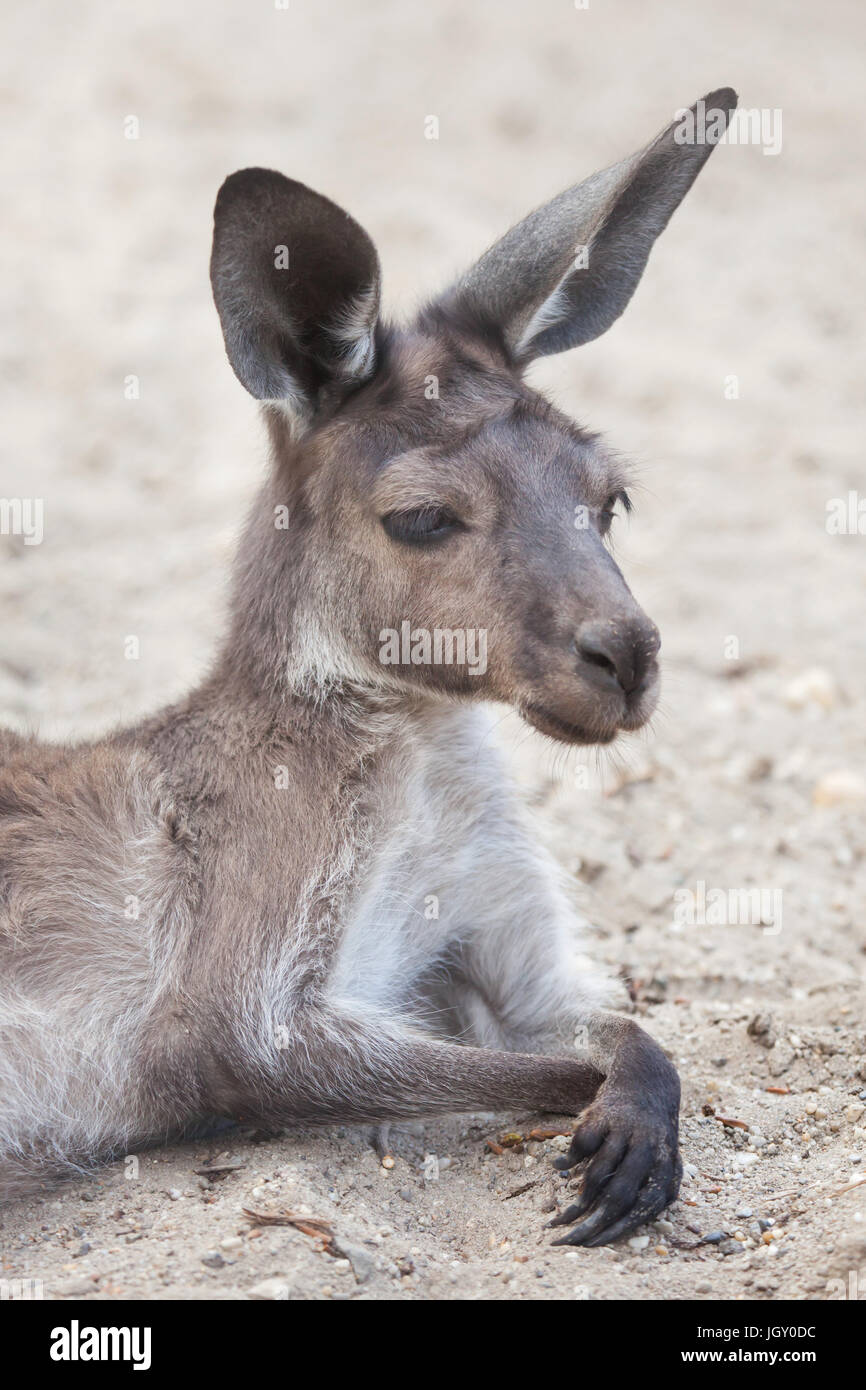 Continental canguro gris occidental (Macropus fuliginosus melanops), también conocido como el black-faced canguro. Foto de stock