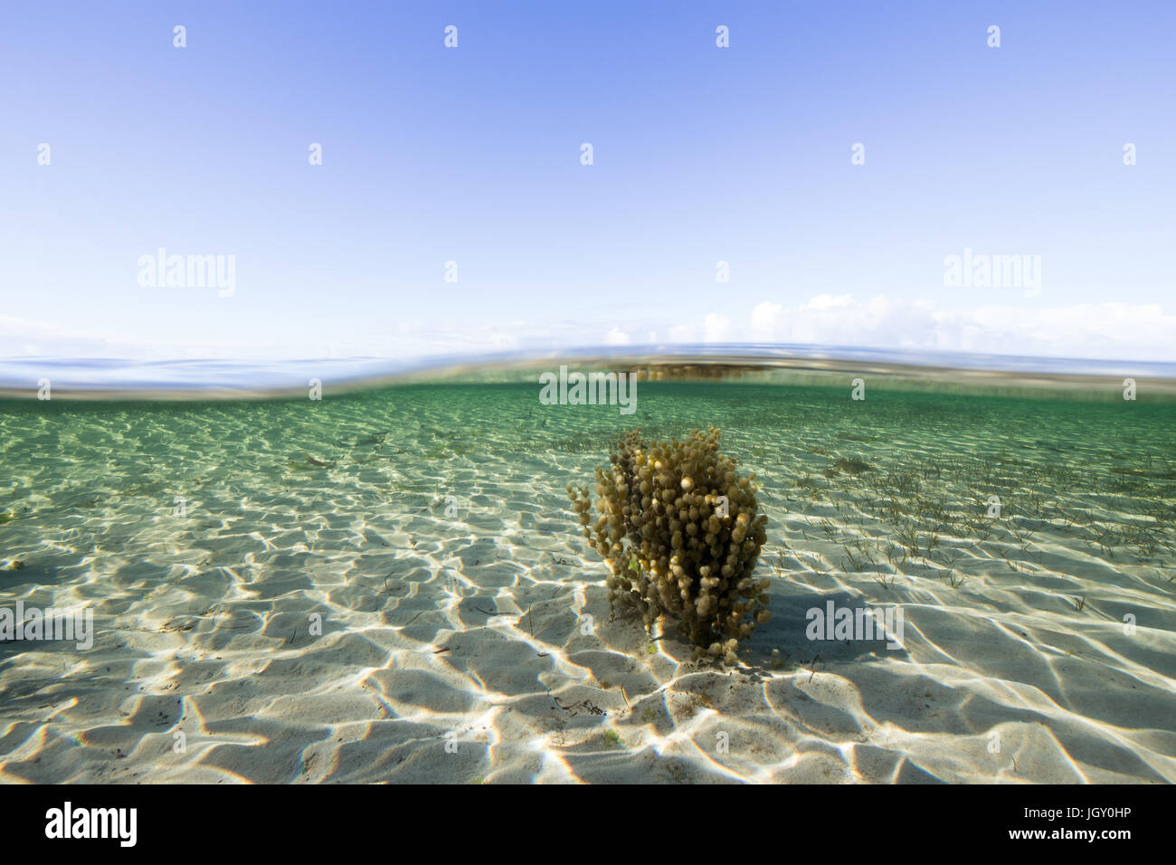 Por encima y por debajo de un prístino entorno oceánico en la península de Eyre, Australia. Foto de stock