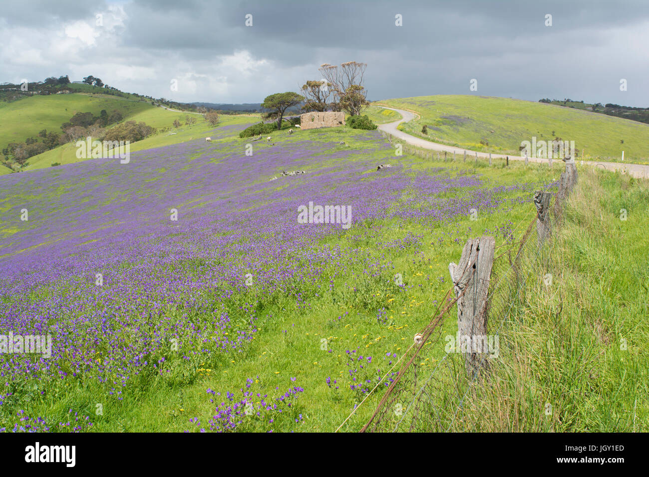 Colinas y campos de salvación jane, las vacas y las antiguas ruinas de Homestead en tierras de cultivo cerca de carretera myponga aleatoria, en la Península Fleurieu, SA Foto de stock