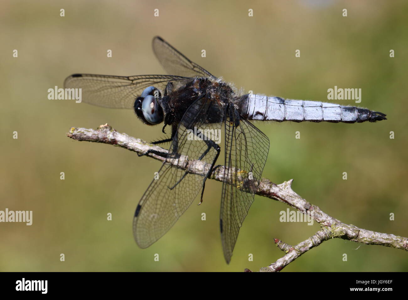 Escaso Chaser Dragonfly (Reserva Natural Laguna Azul, Milton Keynes, Julio De 2015) Foto de stock
