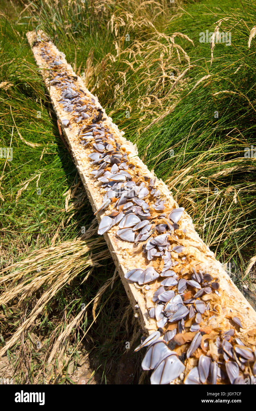 Percebes, Lepas anatifera adjunta a un tablón de madera arrastrado en arenas de Newgale en Pembrokeshire (Gales, Reino Unido. Foto de stock
