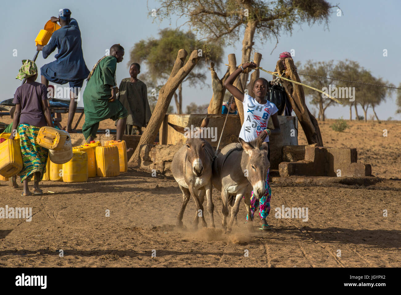 Peul pastores de ganado con burros para recoger el agua de un pozo. Senegal. Foto de stock