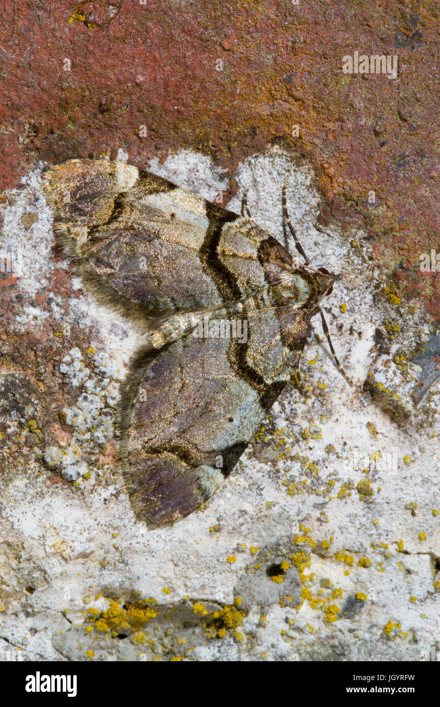 El Streamer (derivata Anticlea) polilla adulta descansando sobre una vieja pared. Powys, Gales. De abril. Foto de stock