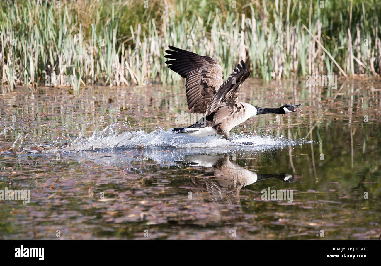 Canada goose historia xxl Clearance
