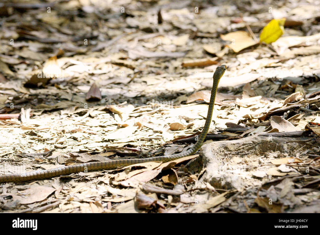 La serpiente, animal, la Chapada Diamantina, en Bahía, Brasil Foto de stock