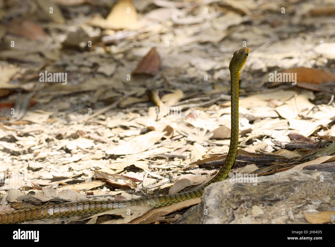 La serpiente, animal, la Chapada Diamantina, en Bahía, Brasil Foto de stock