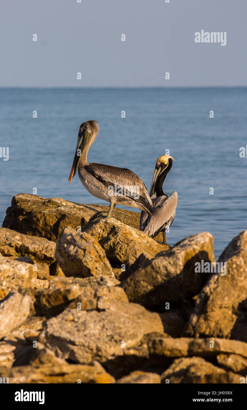 Un par de pelícanos en el arrecife esperando tiempo de pesca Foto de stock