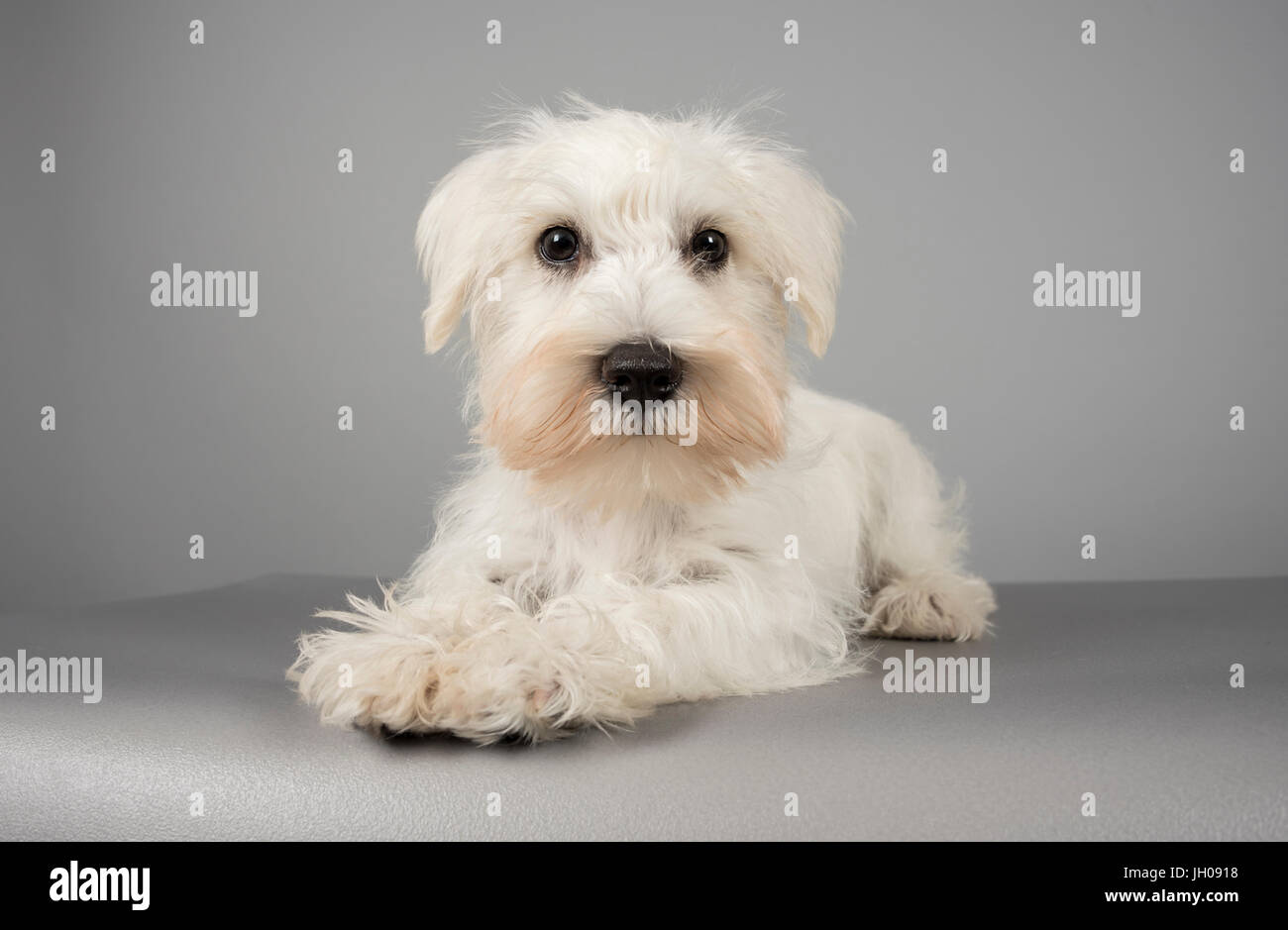 White Miniature Schnauzer Puppy Fotos E Imagenes De Stock Alamy