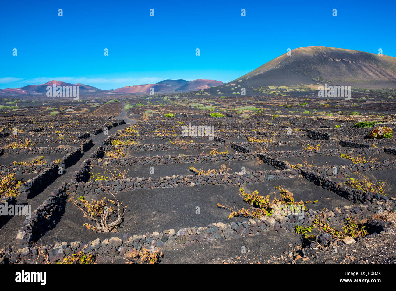 Viñedos En el paisaje volcánico de Lanzarote, Islas Canarias Foto de stock