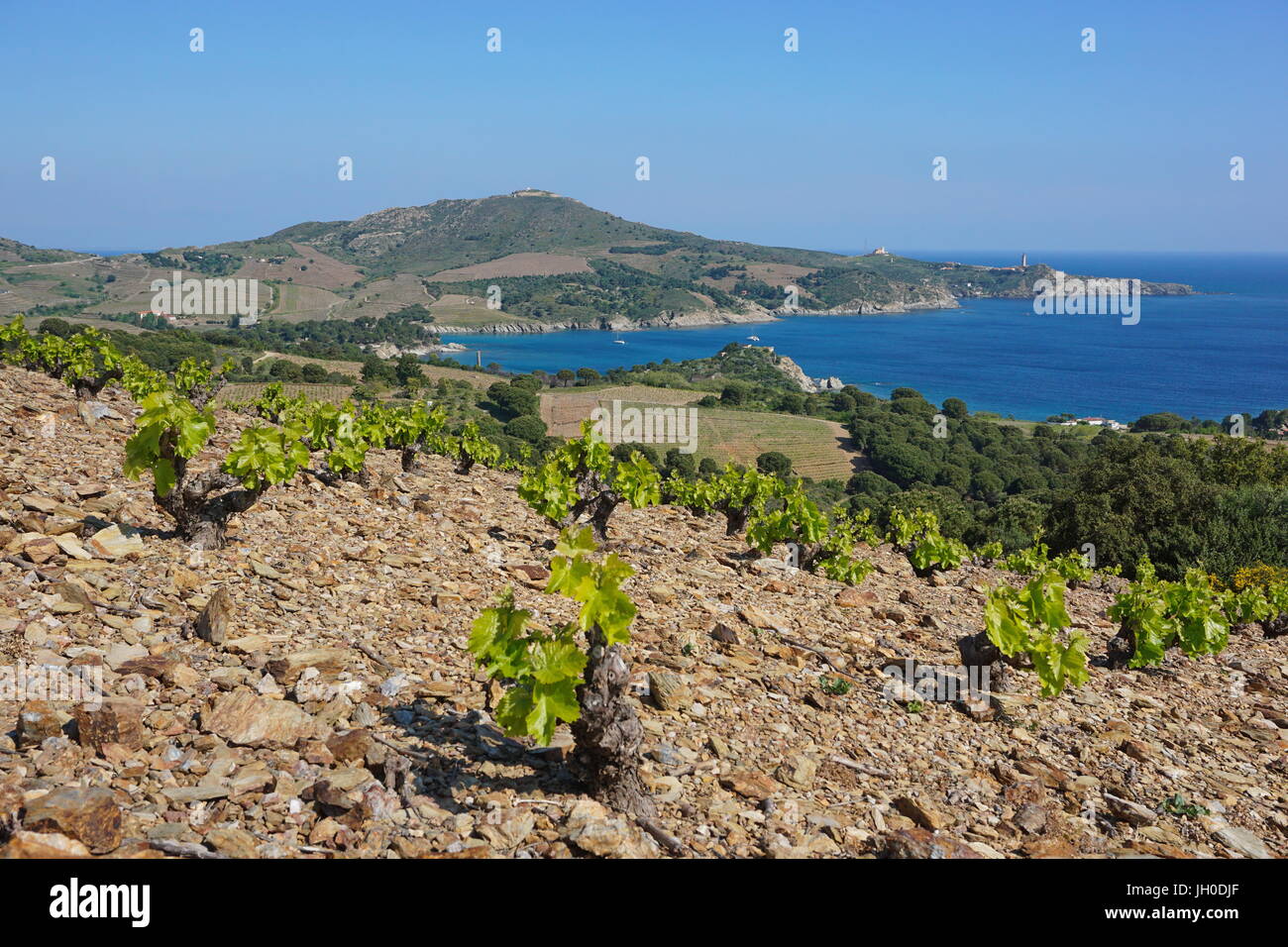 El paisaje costero campo de la viña y la bahía de Paulilles, el mar Mediterráneo, al sur de Francia, Pirineos Orientales, Rosellón, Côte Vermeille Foto de stock