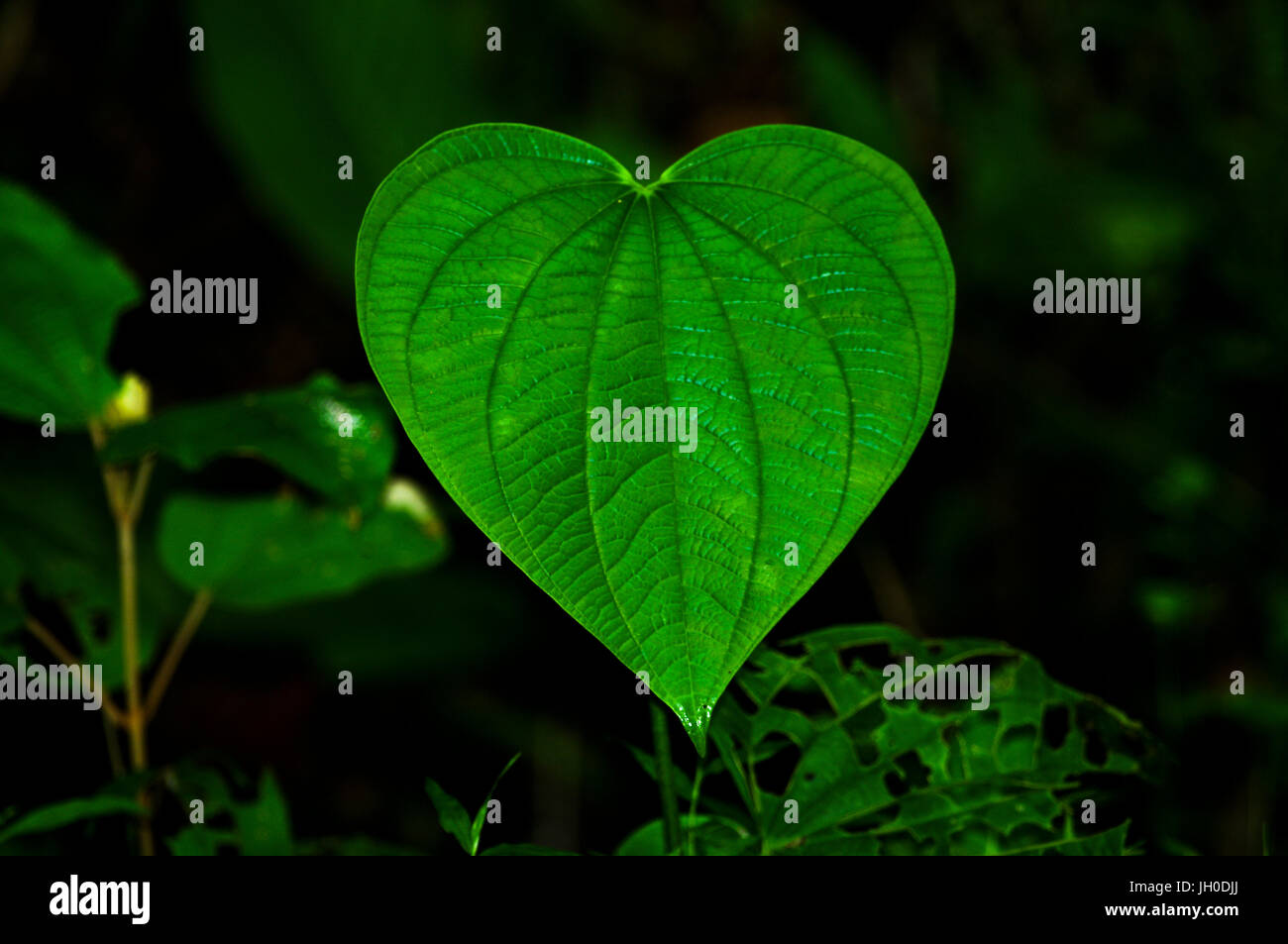 Grandes y verdes hojas en forma de corazón con fondo oscuro del bosque lluvioso de Panamá Foto de stock