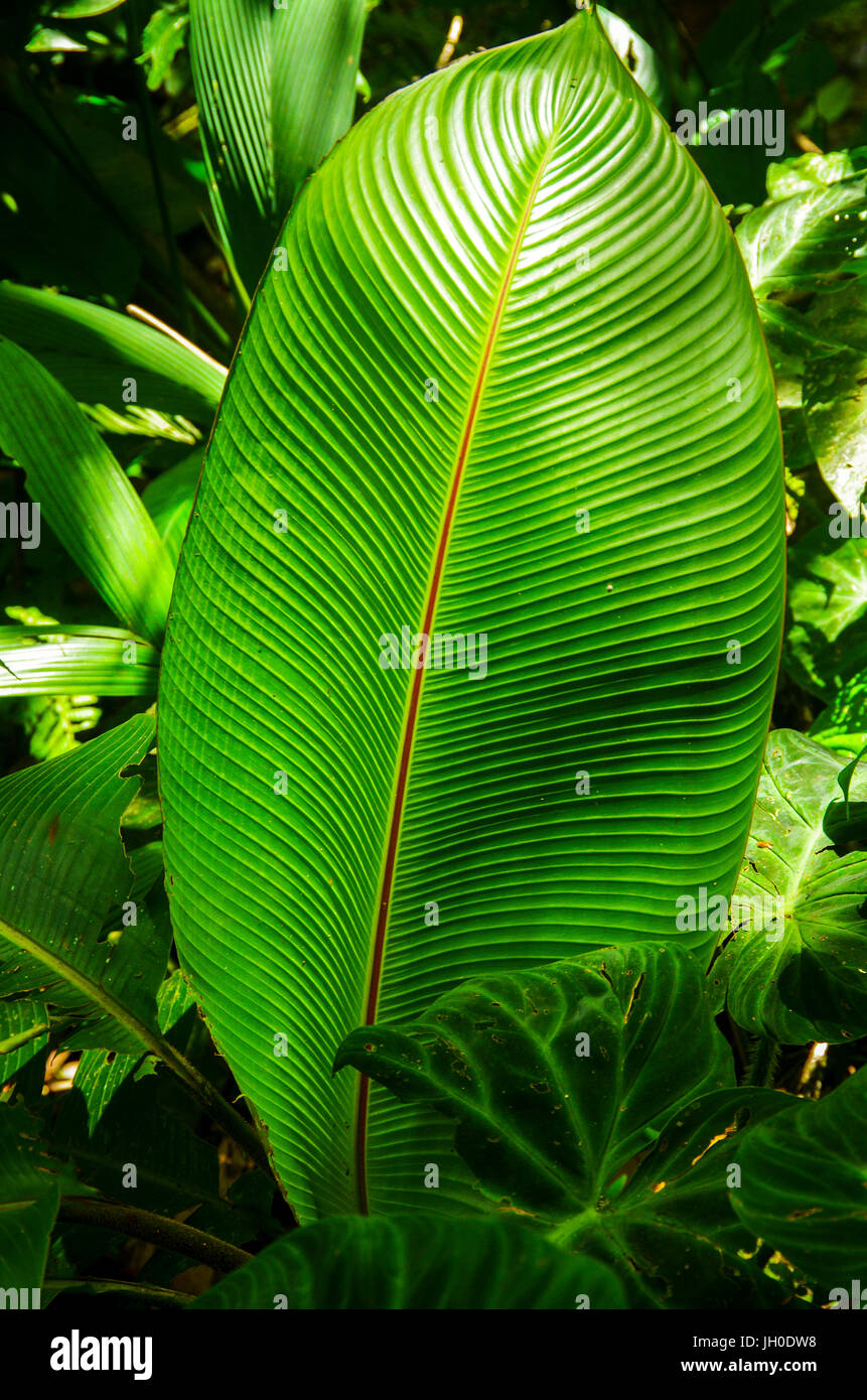 Grandes hojas verdes en los bosques tropicales de Panamá Foto de stock
