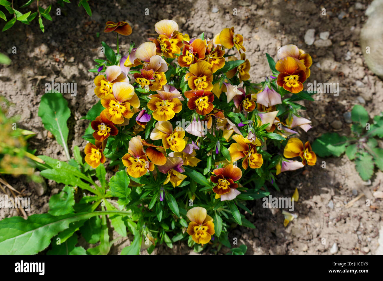 El jardín pansy es un tipo de flor grande planta híbrida cultivada como un jardín de flores Foto de stock
