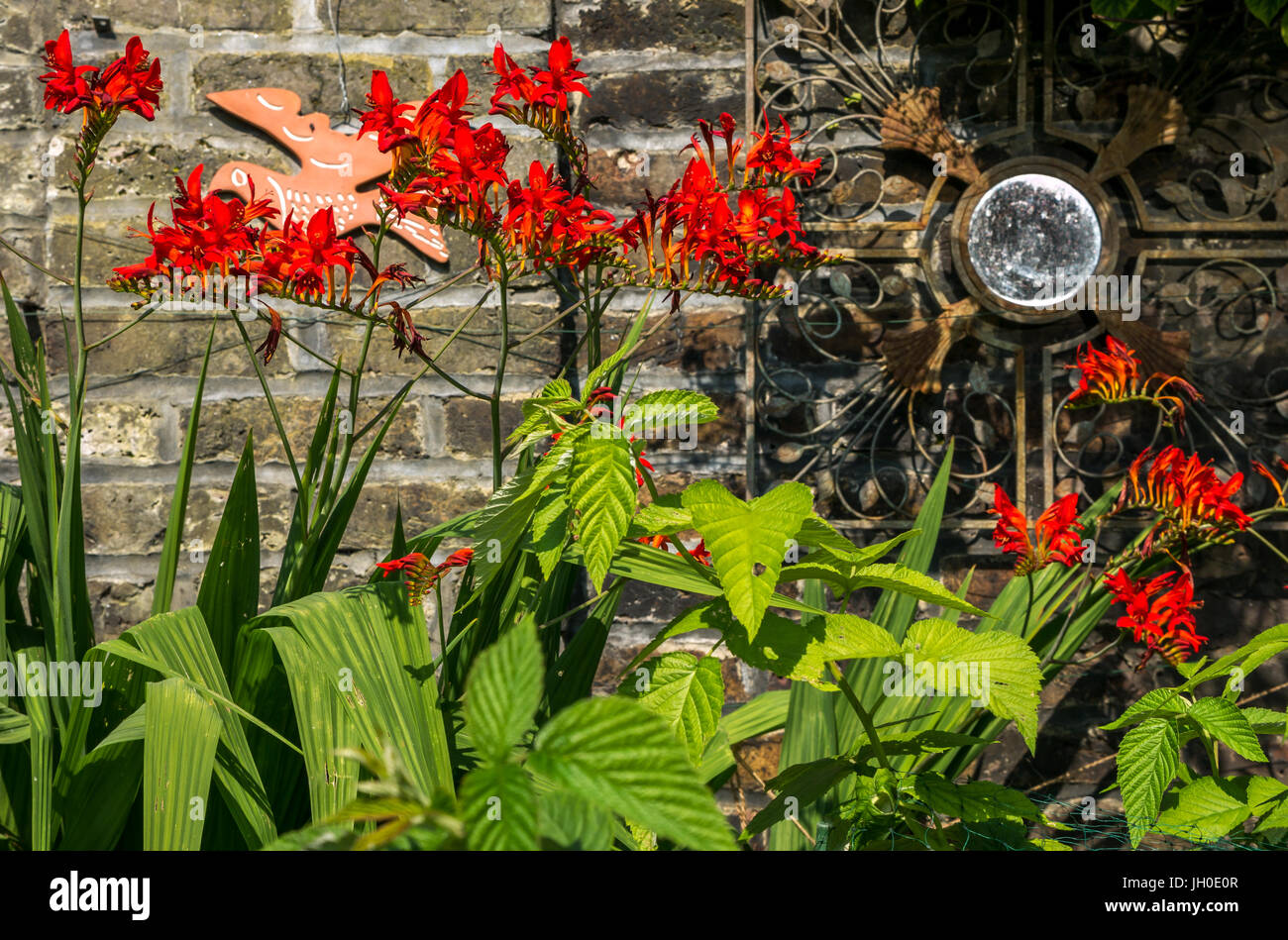 Londres jardín con rojo fuego Crocosmia Lucifer, Monbretia, con la espada  como follaje contra pared de ladrillo con espejo redondo y el pájaro de  madera, Inglaterra, Reino Unido Fotografía de stock -