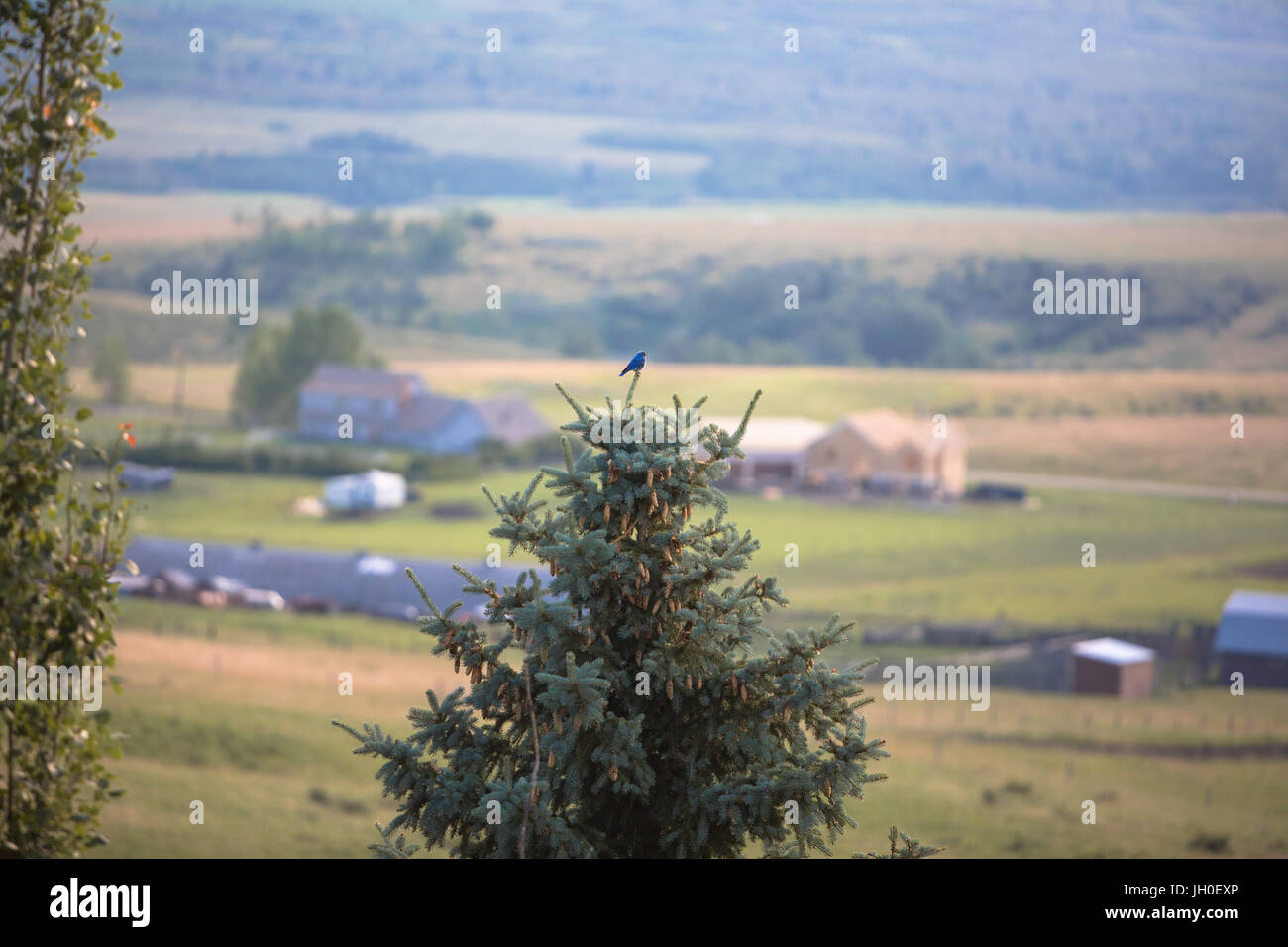 Un solitario pajarito se asienta sobre un pino y vigila el valle Foto de stock