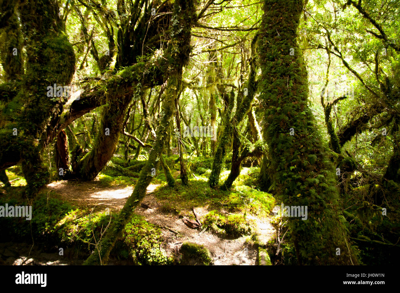 El bosque encantado Parque Nacional Queulat Chile Fotografía de
