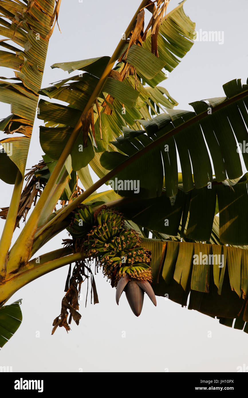 Árbol de plátano. Uganda. Foto de stock