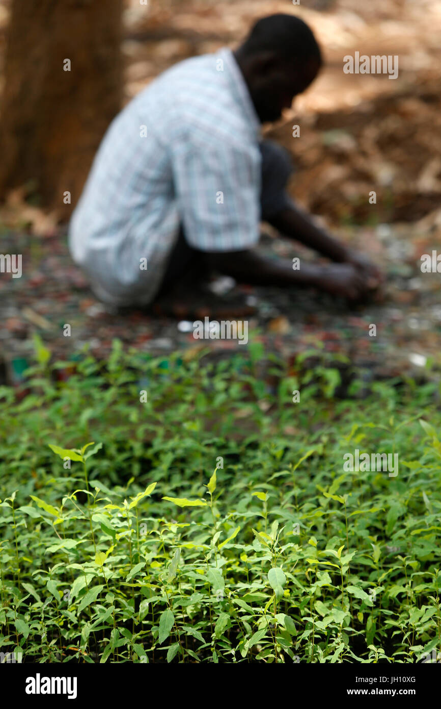Los arbustos. Uganda. Foto de stock