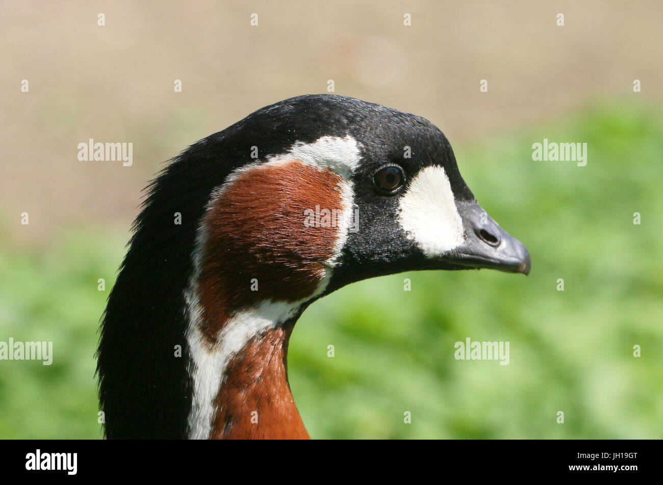 Rojo euroasiático-breasted Goose (Branta ruficollis), en primer plano de perfil de la cabeza. Foto de stock