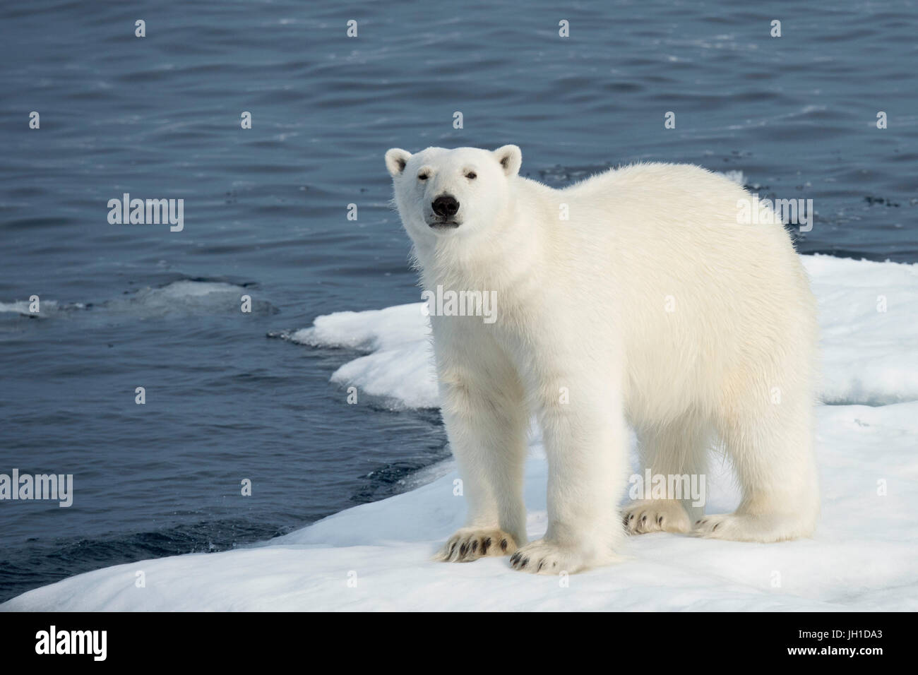 Macho, el Oso Polar Ursus maritimus, sobre un iceberg, de la isla de Baffin, el Ártico canadiense Foto de stock
