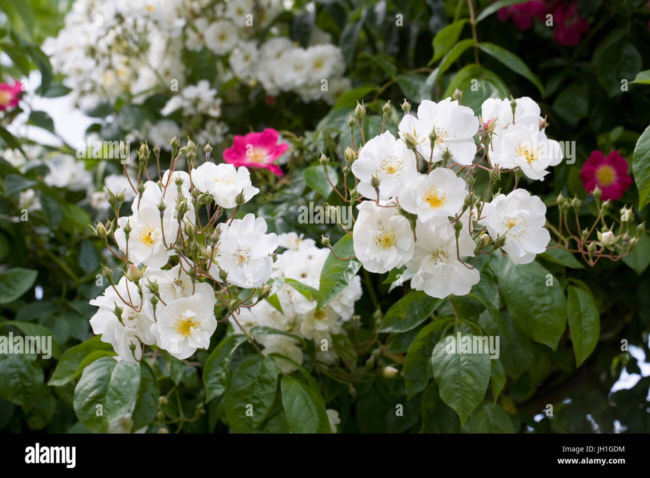 Blanco Rambling Rose. Foto de stock