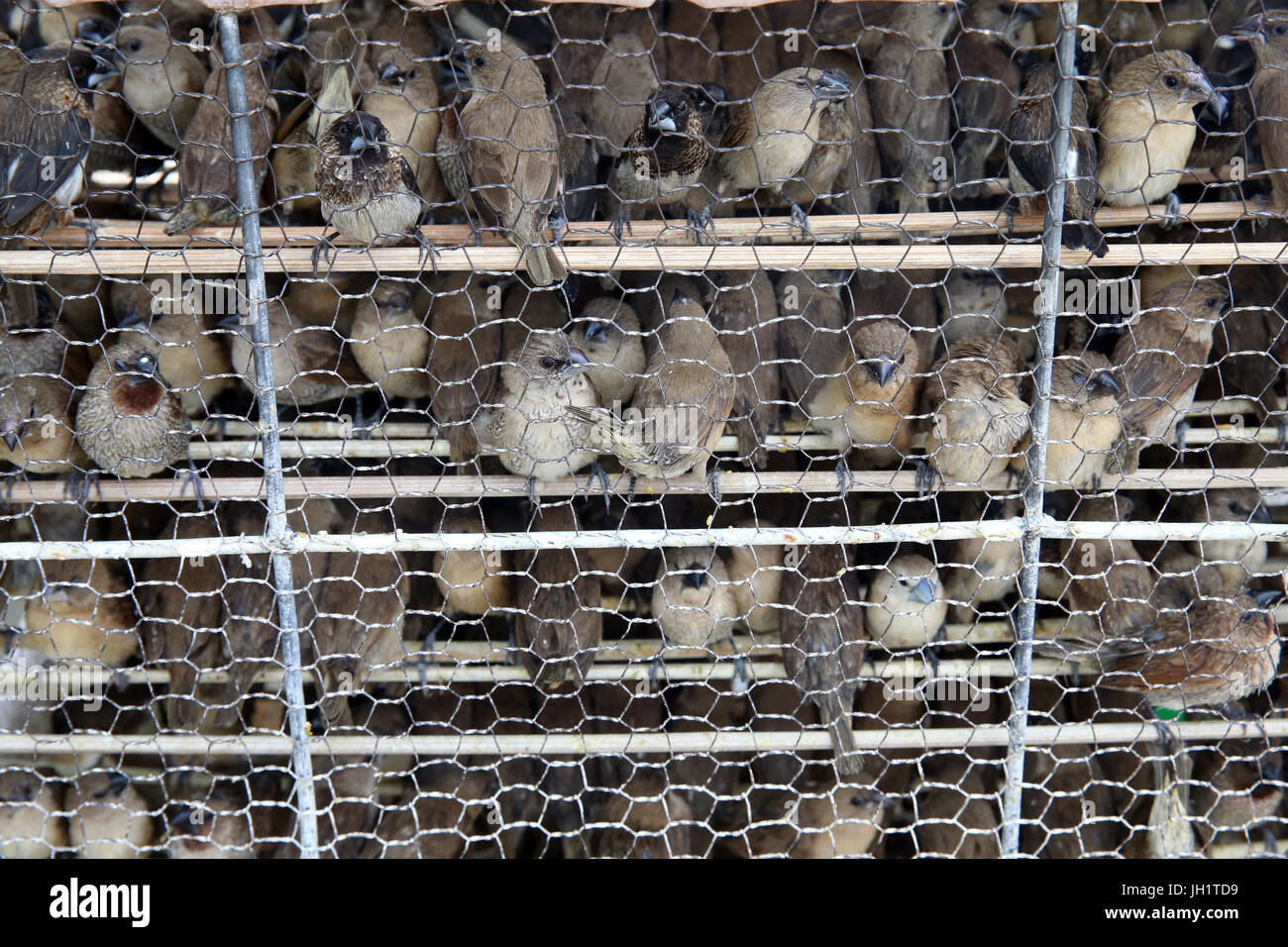 Los budistas creen que la liberación de las aves en el medio silvestre puede ayudar a una persona a acumular mérito. Vung Tau. Vietnam. Foto de stock