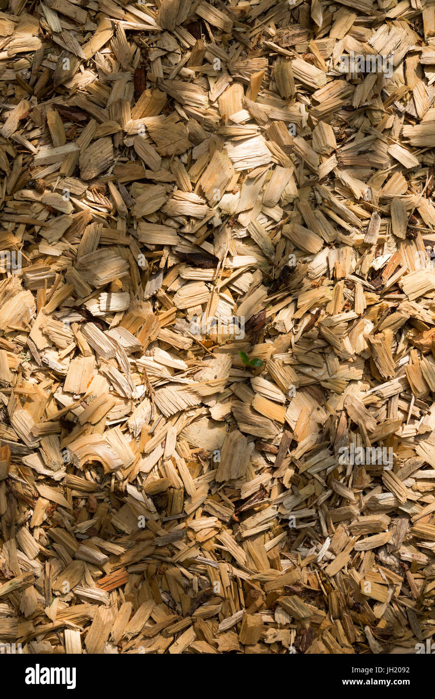 Virutas De Madera Y De Textura De Serrín O De Fondo Fotos, retratos,  imágenes y fotografía de archivo libres de derecho. Image 6009992