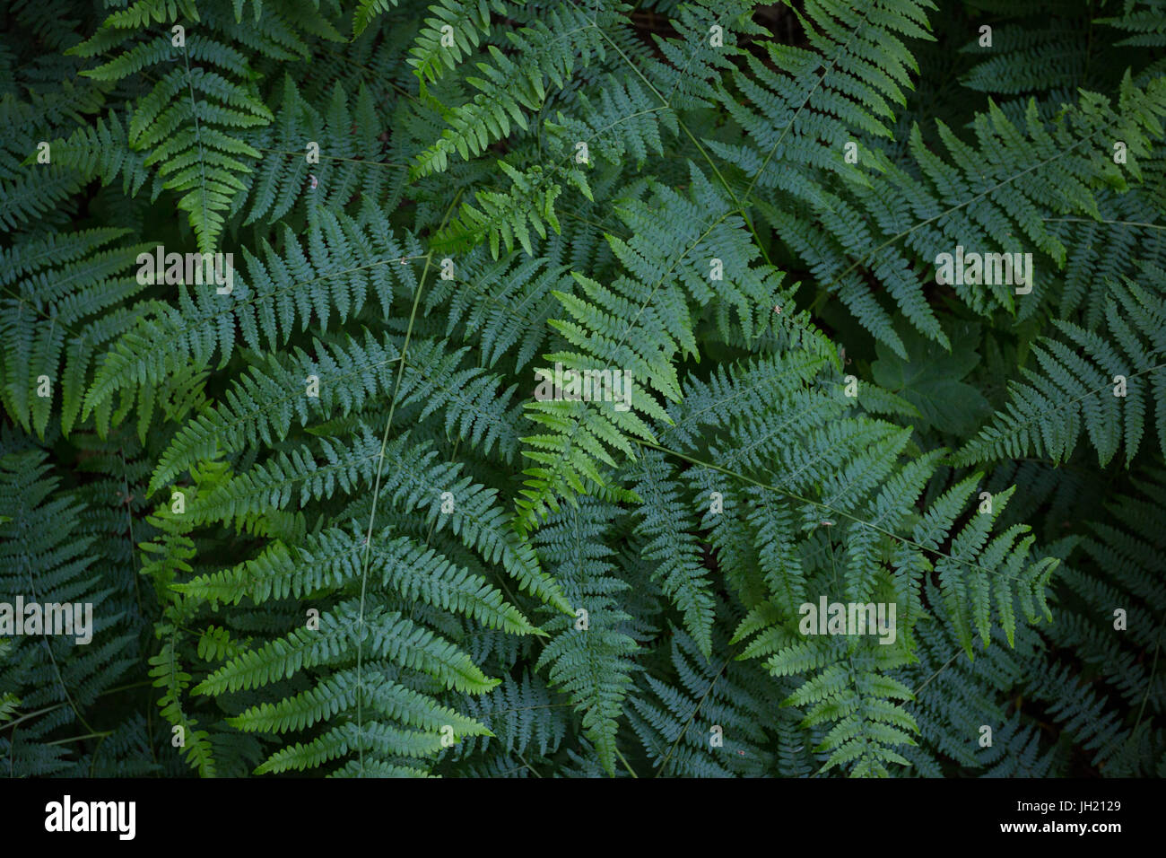 Fondo o textura natural desde el suelo del bosque: Vista superior del helecho verde o helecho hojas en primavera tardía - Pteridium aquilinum. Foto de stock
