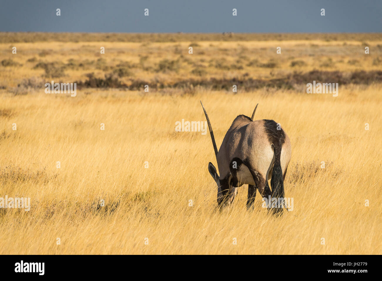 Gemsboks masculina (Oryx gazella), el Parque Nacional de Etosha, Namibia, África Foto de stock