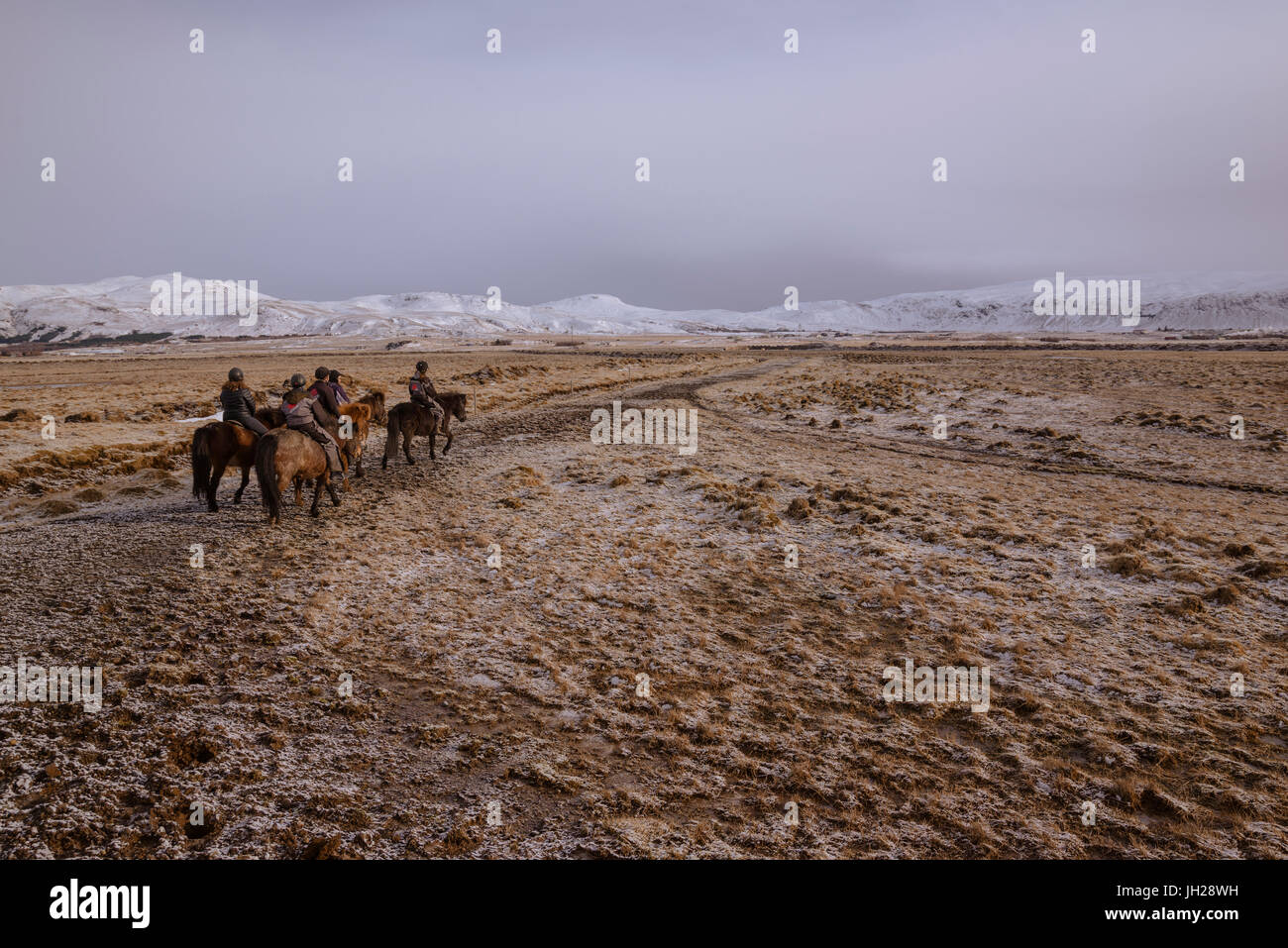 A caballo islandés, Hveragerdi, Islandia, las regiones polares Foto de stock