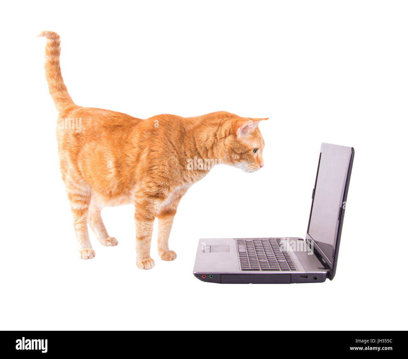 Jengibre gato atigrado de pie delante de un ordenador portátil, mirando a la pantalla, aislado en blanco Foto de stock