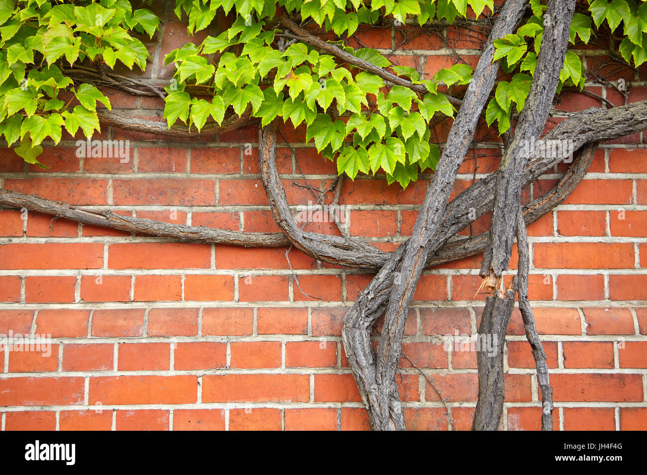 El cultivo de la vid en una vieja pared de ladrillos Fotografía de
