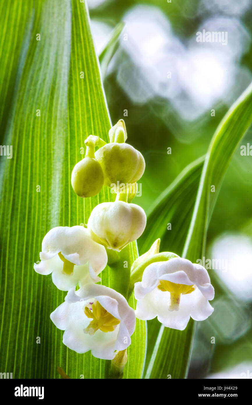 El lirio del valle, la floración, (Convallaria majalis). Foto de stock