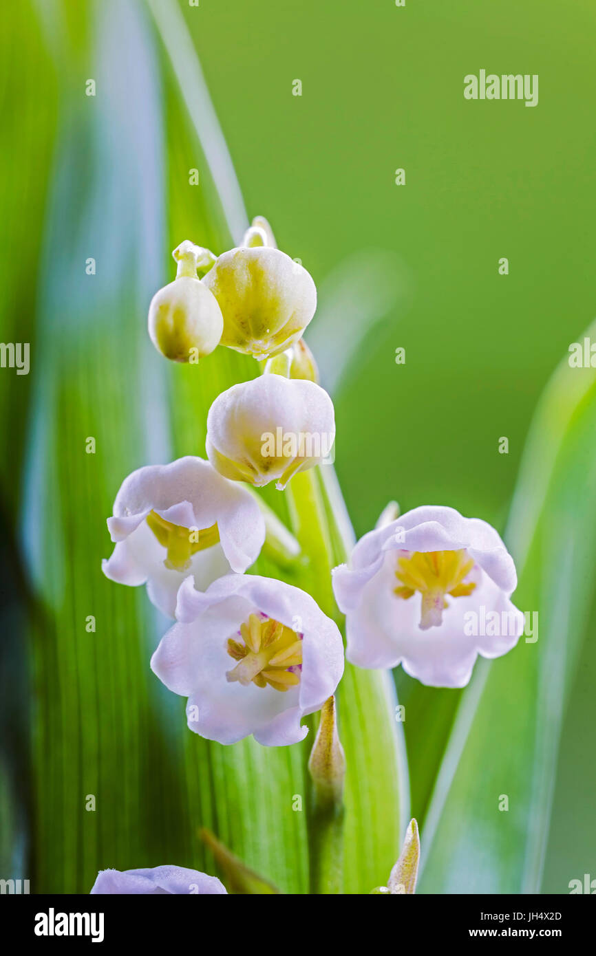 El lirio del valle, la floración, (Convallaria majalis). Foto de stock