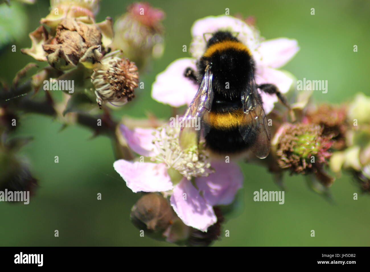 Bumblebee en flor, abejorro, bee, bee, bee bastante lindo, las abejas, las abejas británicas, la alimentación de las abejas, la polinización de la abeja, la abeja sobre una flor, abeja en flor rosa, Foto de stock