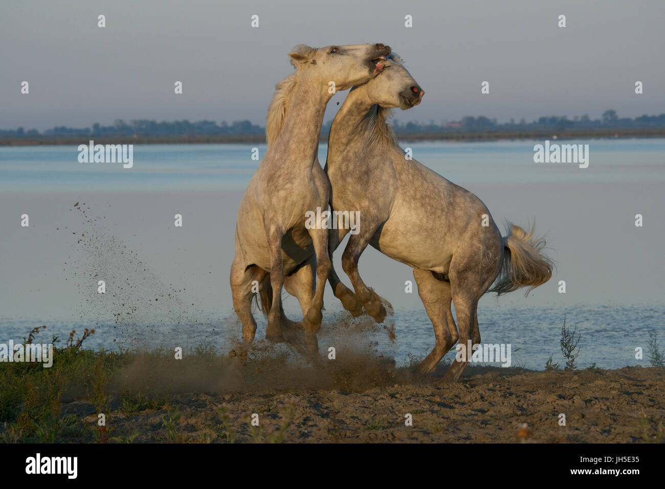 Caballos de Camargue sparring Foto de stock