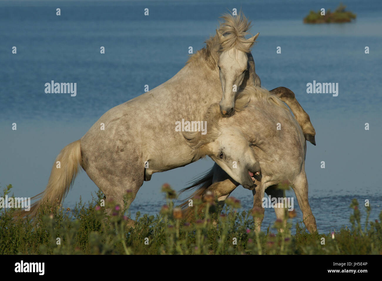 Caballos de Camargue sparring Foto de stock