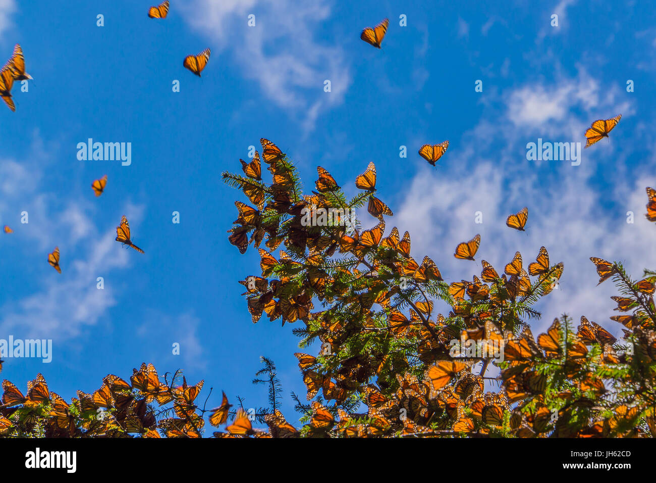 Las mariposas monarca en la rama de un árbol en el fondo de cielo azul, Michoacán, México Foto de stock
