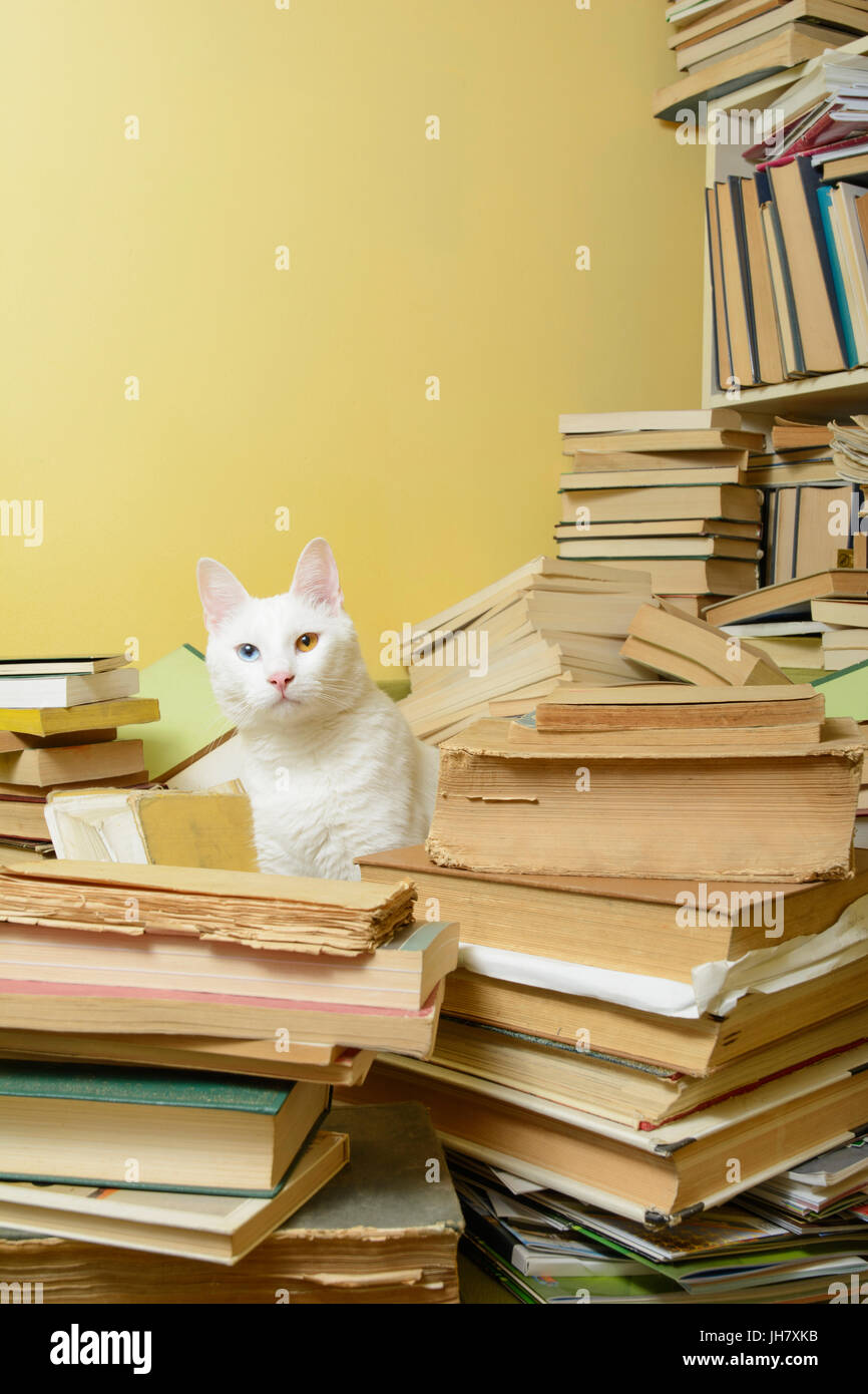Libros de gatos fotografías e imágenes de alta resolución - Alamy
