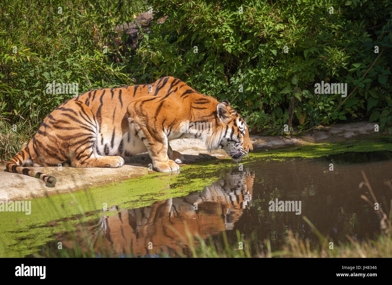 Tigre en Woburn Safari Park Foto de stock