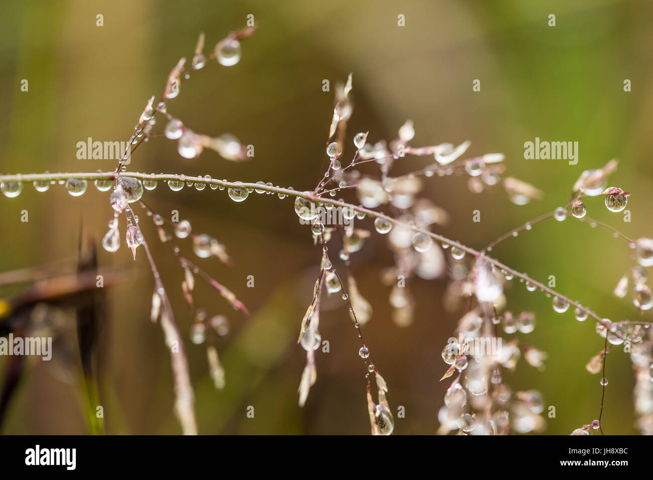 Hermosa closeup doblada de un césped en un contexto natural después de la lluvia con gotas de agua. Profundidad de campo closeup macro fotografía. Foto de stock