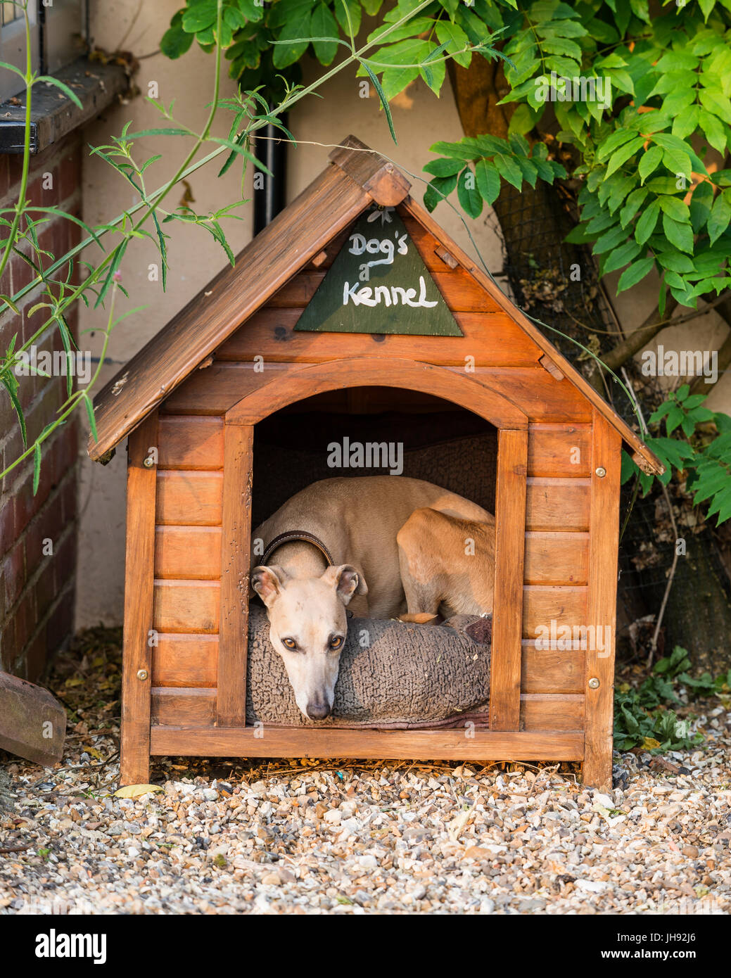 Perro en la perrera fotografías e imágenes de alta resolución - Alamy