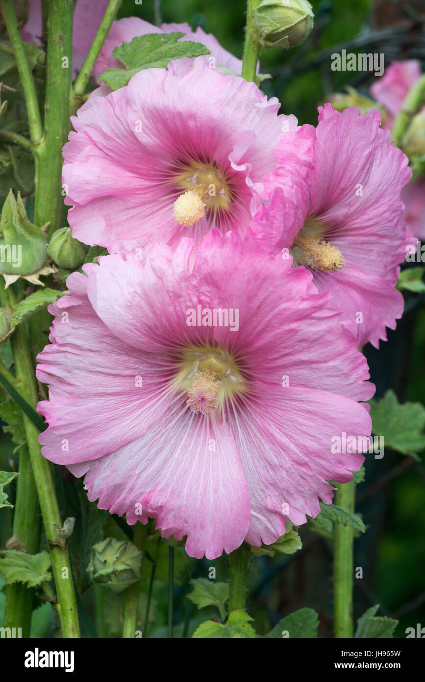 Rosa malva flores macro Foto de stock
