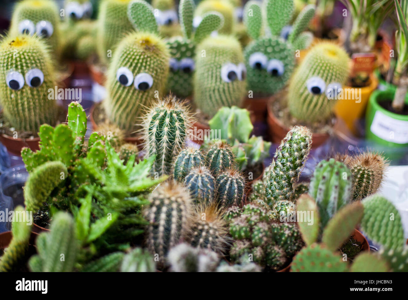 Cactus Suculentas Flores Fotografia De Stock Alamy