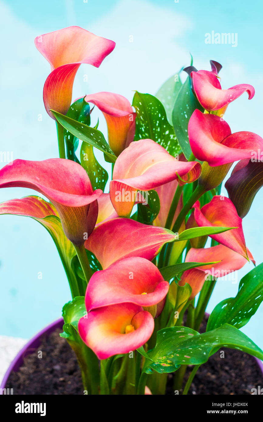Calas rojas flores en una maceta Fotografía de stock - Alamy Calas rojas flores en una maceta Fotografía de stock - Alamy
