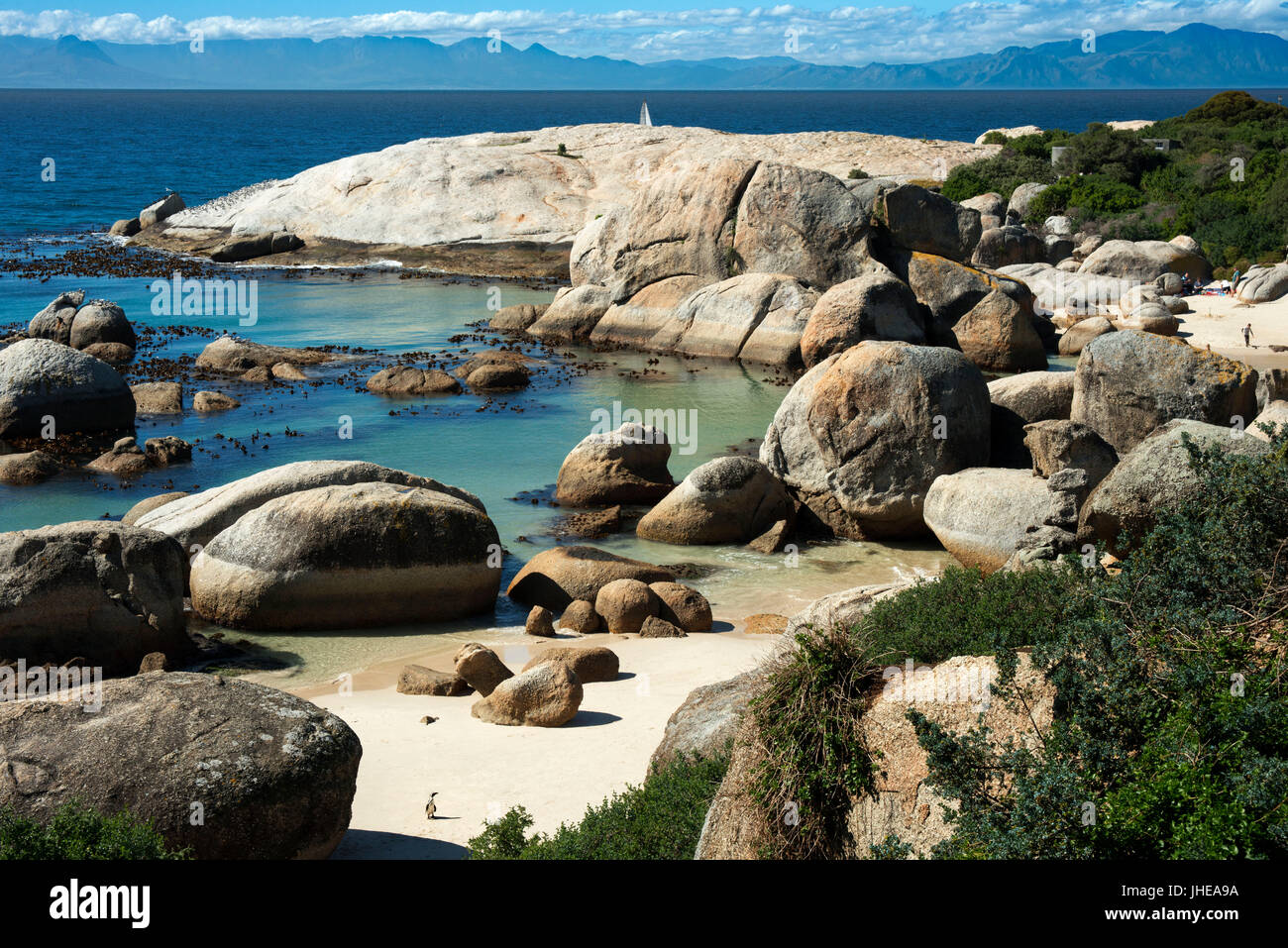 Pingüino africano, Spheniscus demersus, la playa Boulders, Simon's Town, Ciudad del Cabo, Western Cape, Sudáfrica Foto de stock