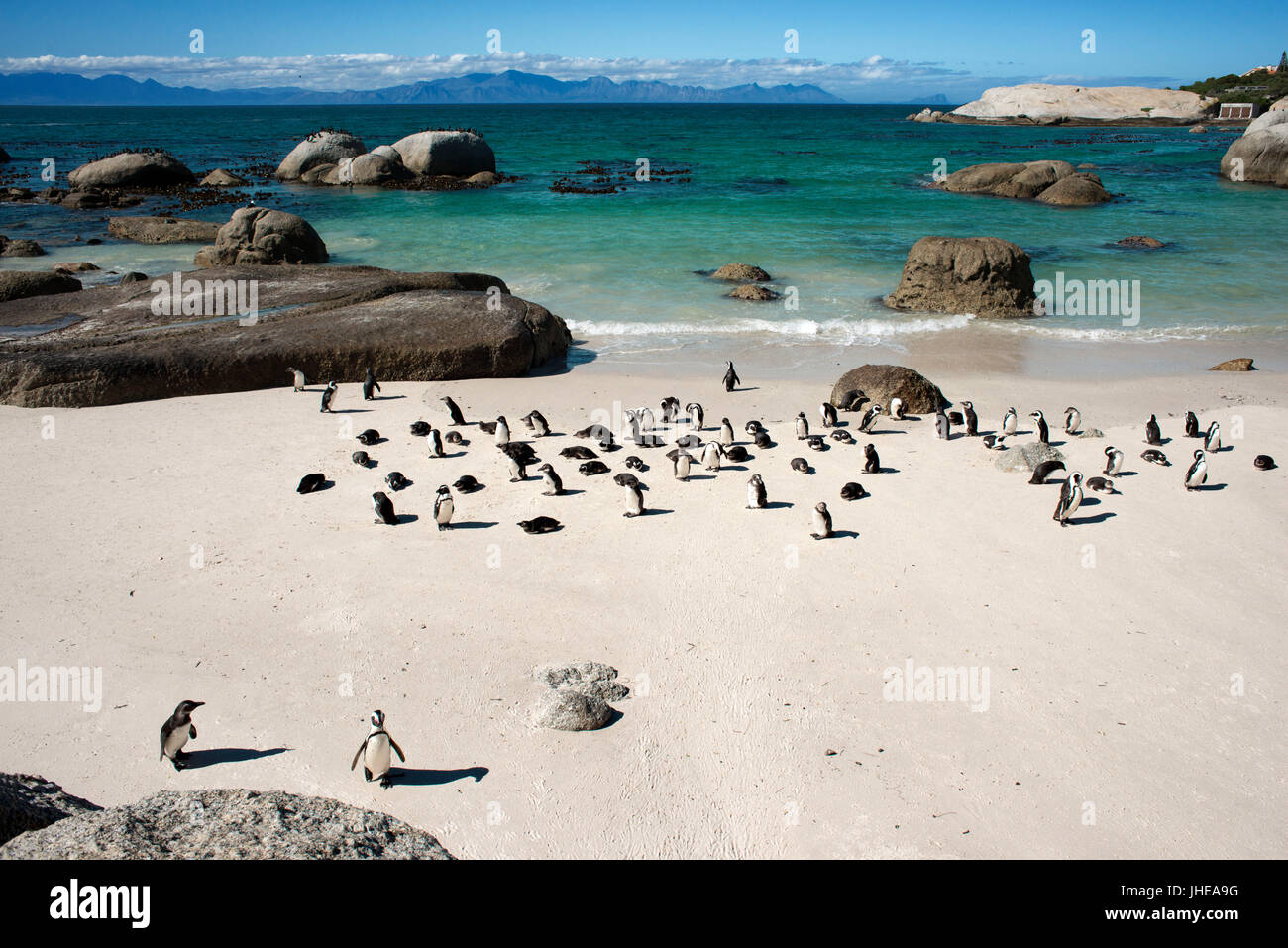 Pingüino africano, Spheniscus demersus, la playa Boulders, Simon's Town, Ciudad del Cabo, Western Cape, Sudáfrica Foto de stock