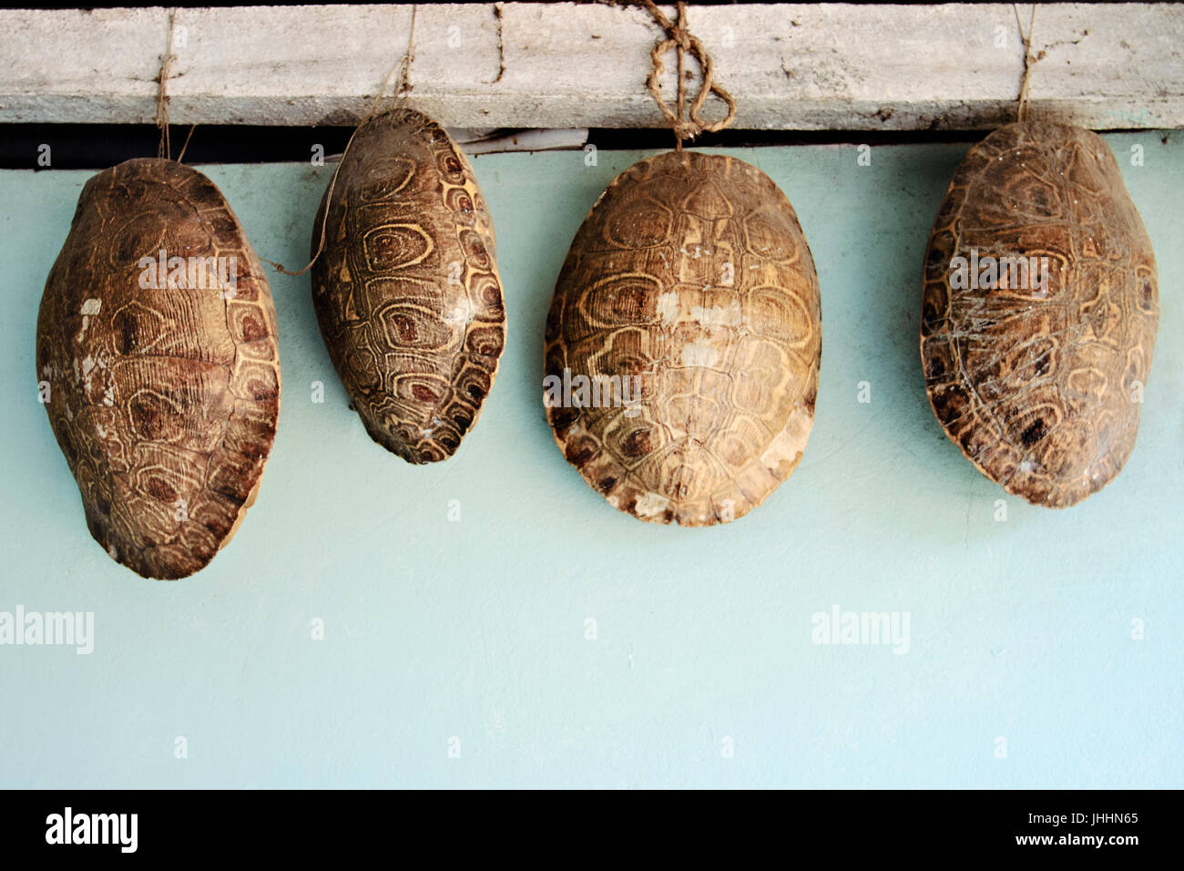 Las conchas de tortuga colgando de una viga. Foto de stock